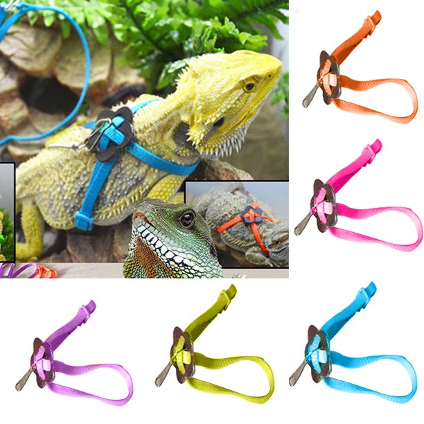 Detail Leash For Iguana Nomer 51