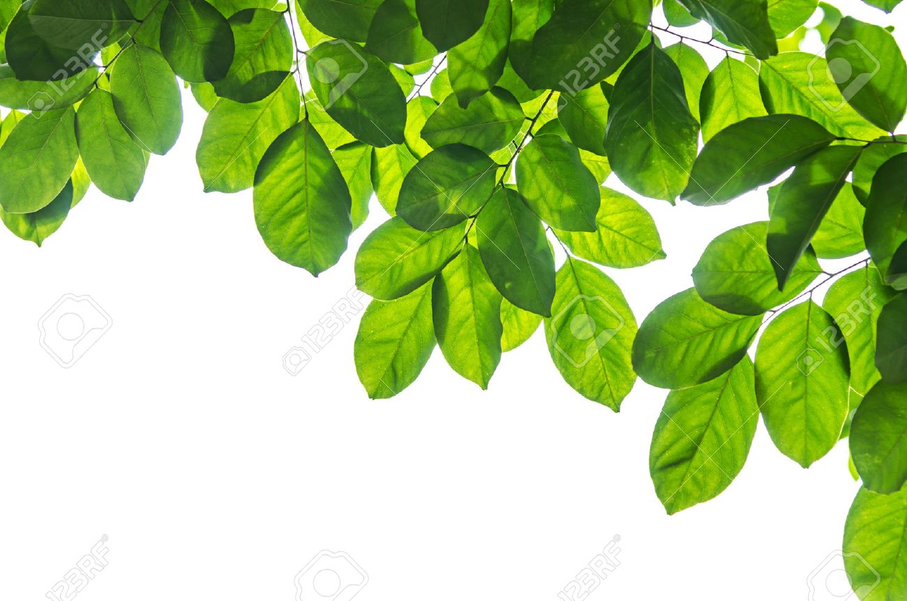 Detail Leaves Background Images Nomer 53