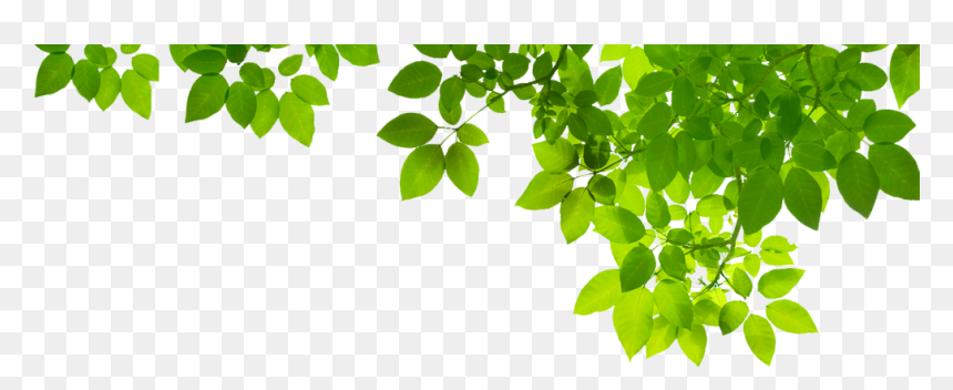 Detail Leaves Png Images Nomer 45