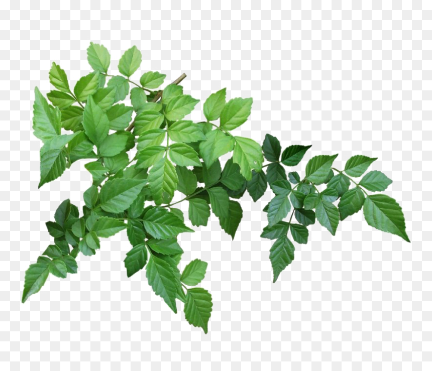 Detail Leaves Transparent Png Nomer 14