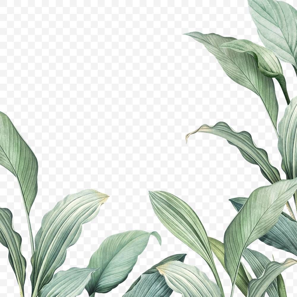 Detail Leaves Transparent Png Nomer 17