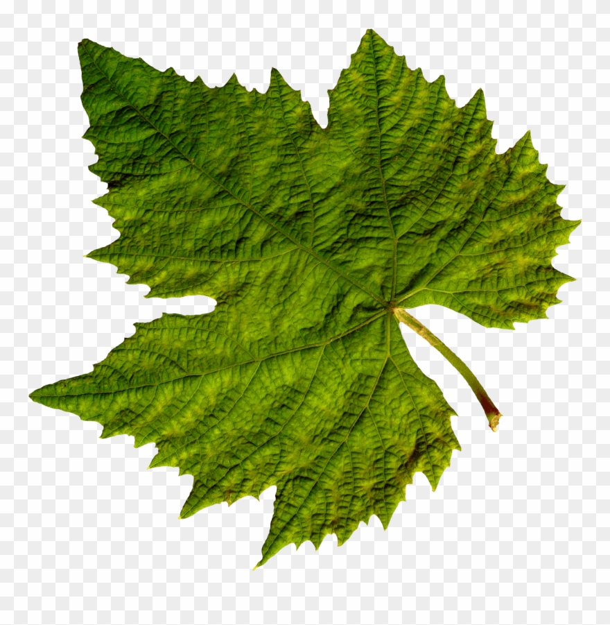 Detail Leaves Transparent Png Nomer 18