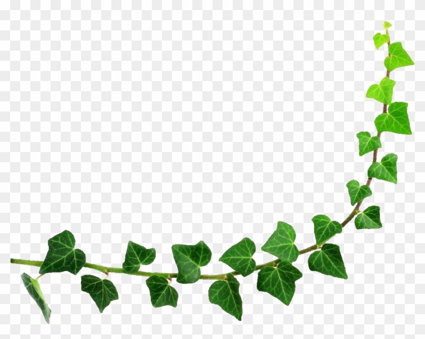 Detail Leaves Transparent Png Nomer 19