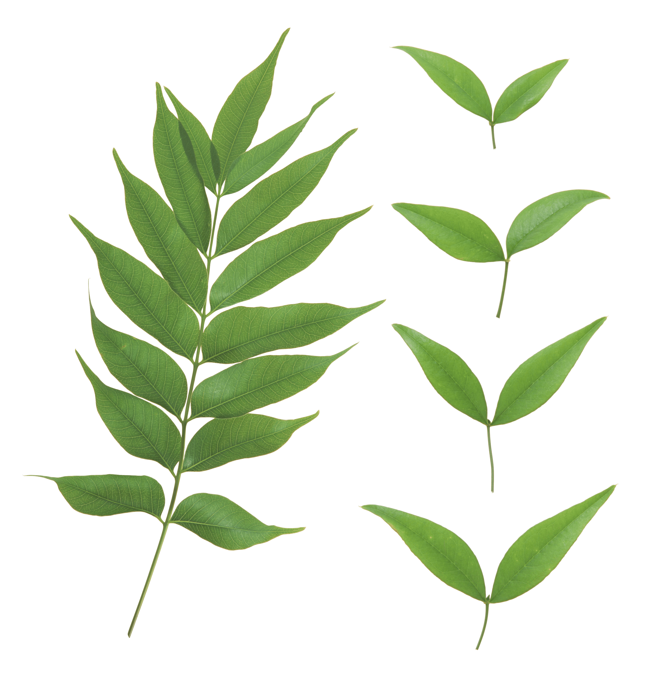 Detail Leaves Transparent Png Nomer 26