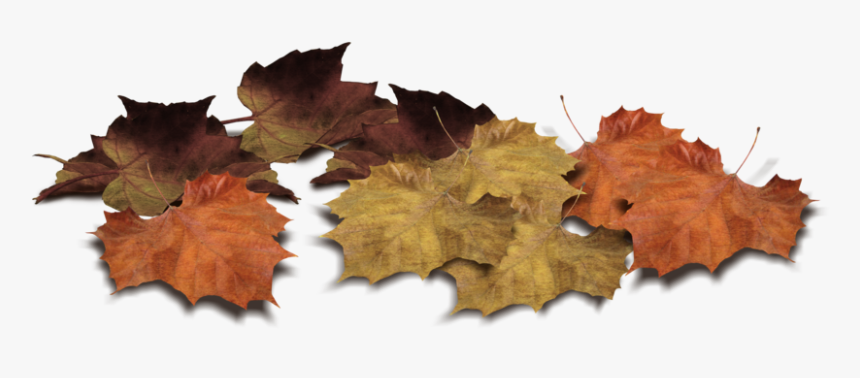 Detail Leaves Transparent Png Nomer 45