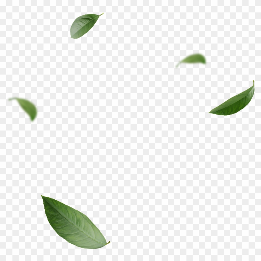 Detail Leaves Transparent Png Nomer 49