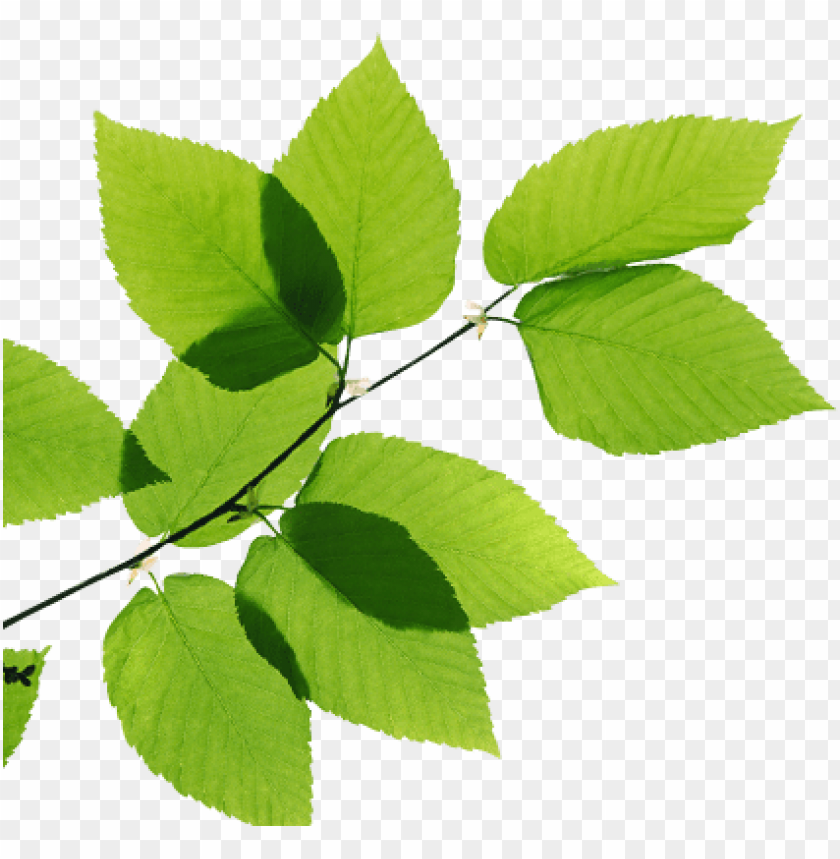 Detail Leaves Transparent Png Nomer 5