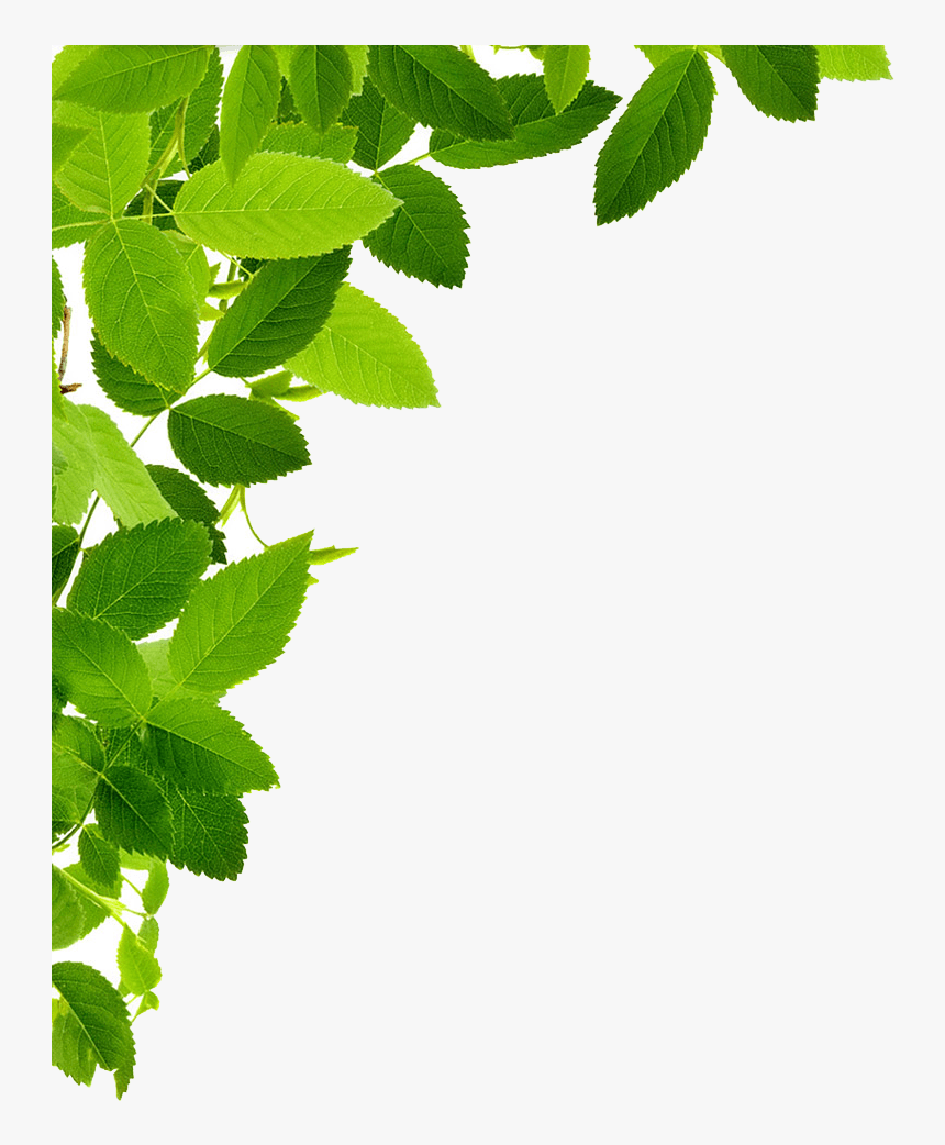 Detail Leaves Transparent Png Nomer 8