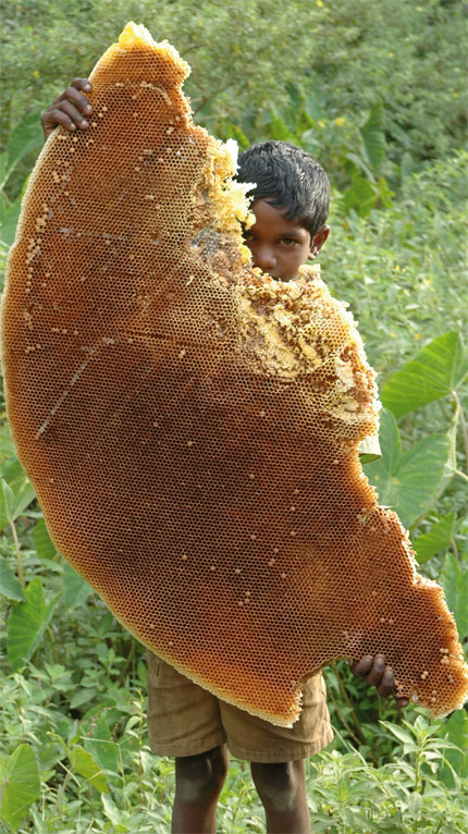 Detail Leaving The Hive Harvester Nomer 28