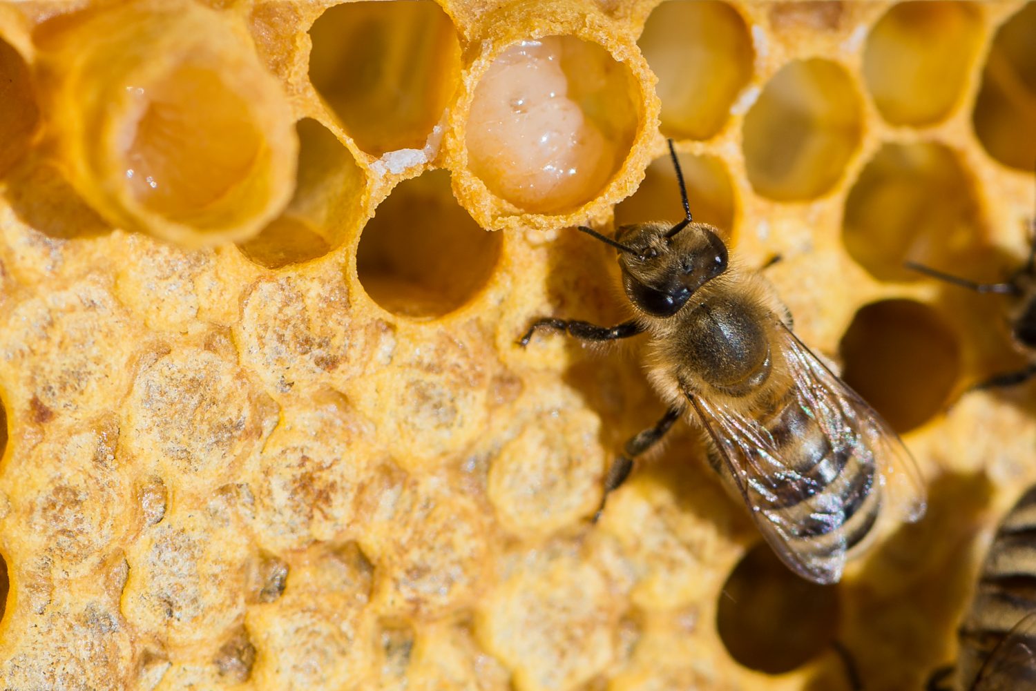 Detail Leaving The Hive Harvester Nomer 49