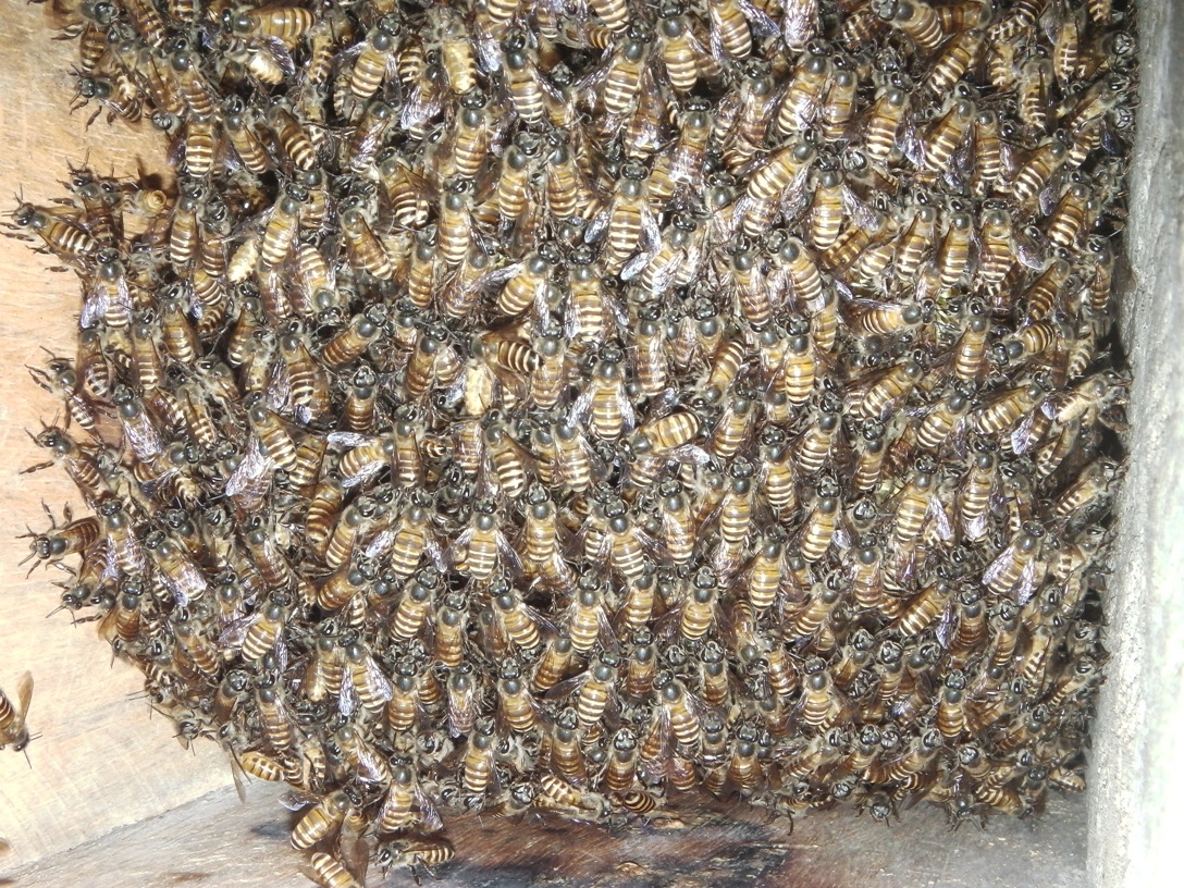 Lebah Apis Mellifera - KibrisPDR