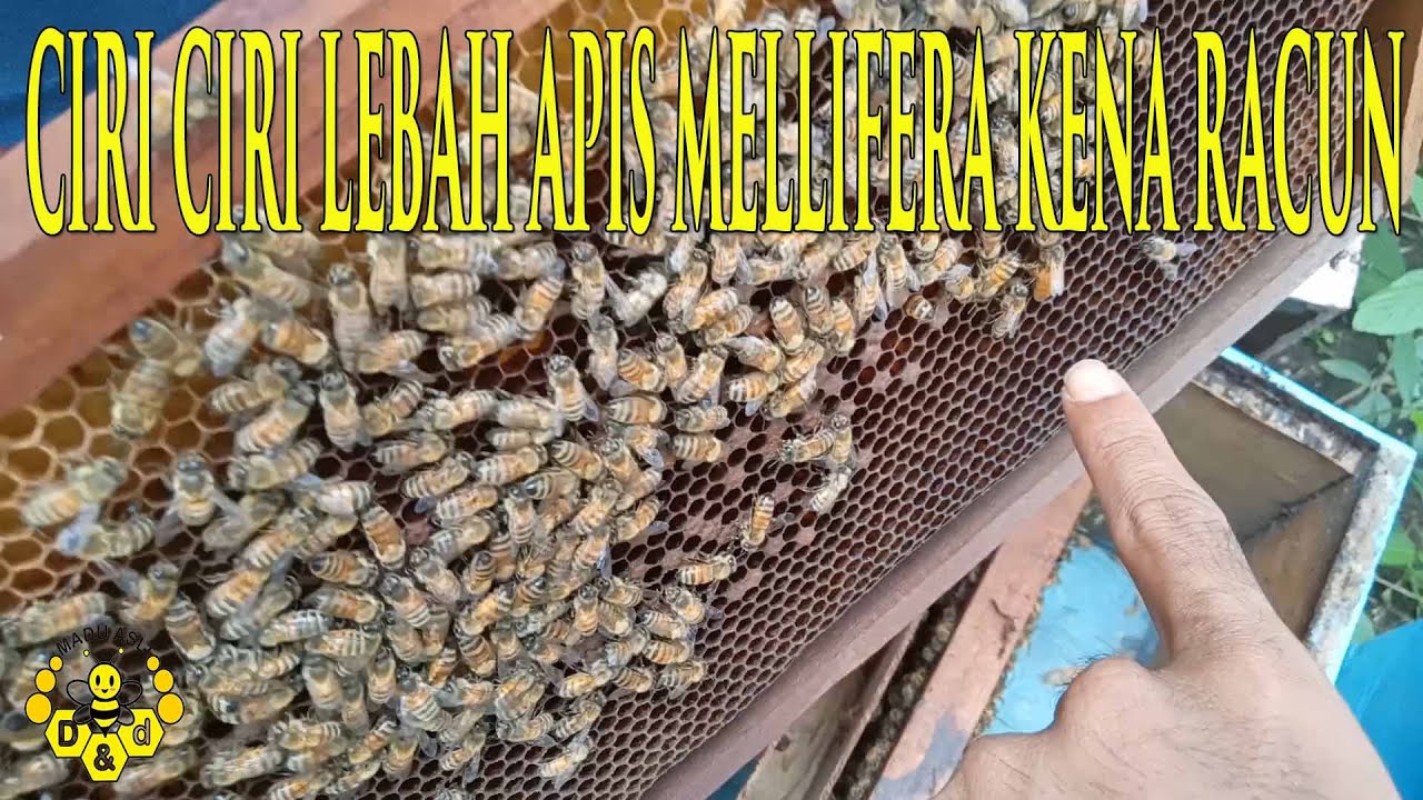 Download Lebah Apis Mellifera Nomer 44