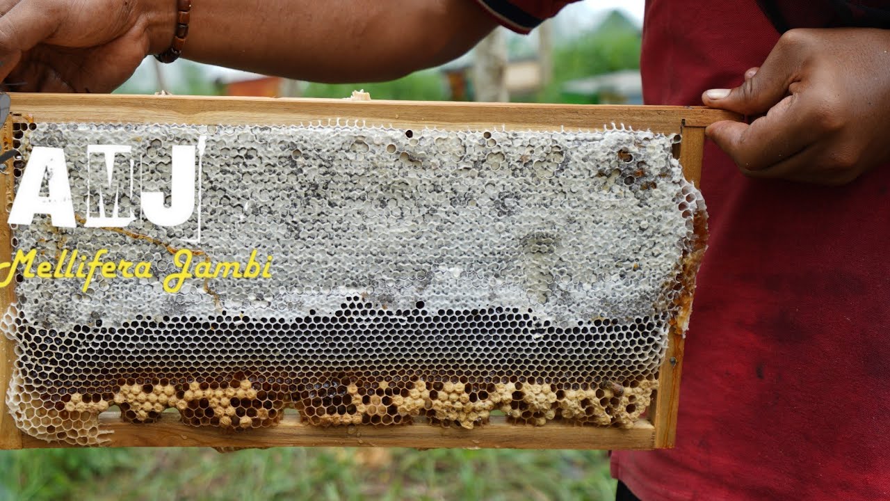 Detail Lebah Apis Mellifera Nomer 47