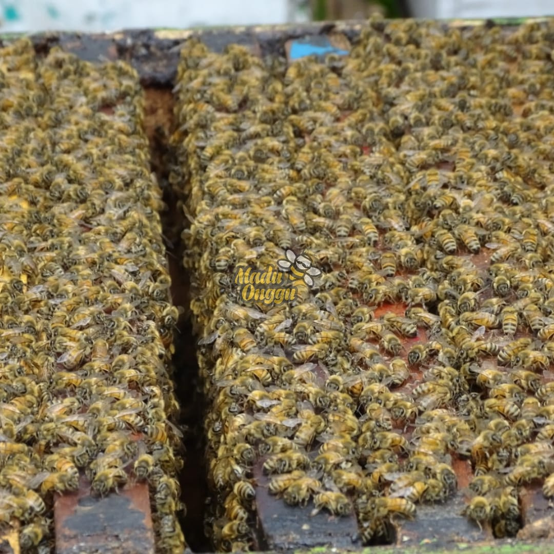 Detail Lebah Apis Mellifera Nomer 55