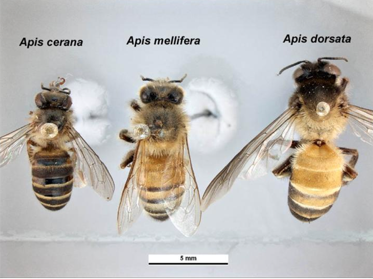 Detail Lebah Apis Mellifera Nomer 6