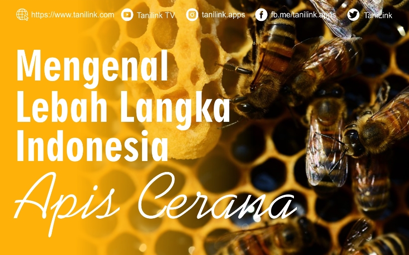 Detail Lebah Apis Mellifera Nomer 8