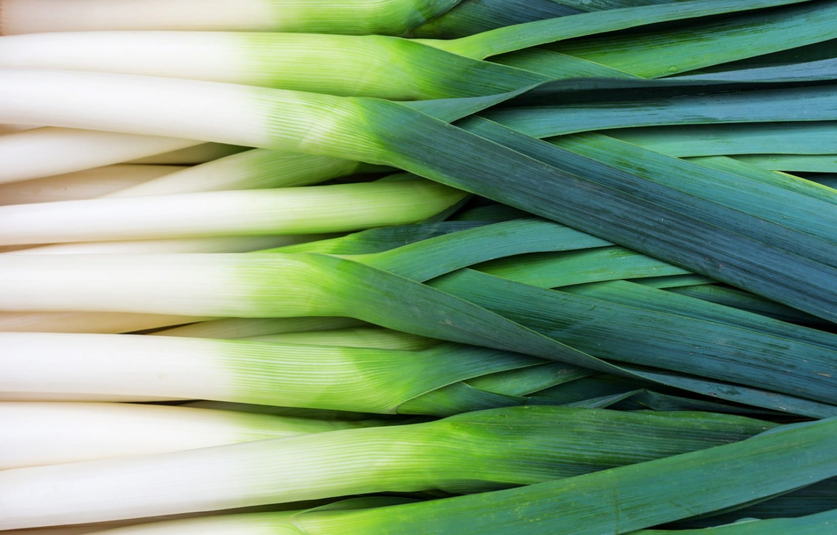 Detail Leek Images Nomer 25