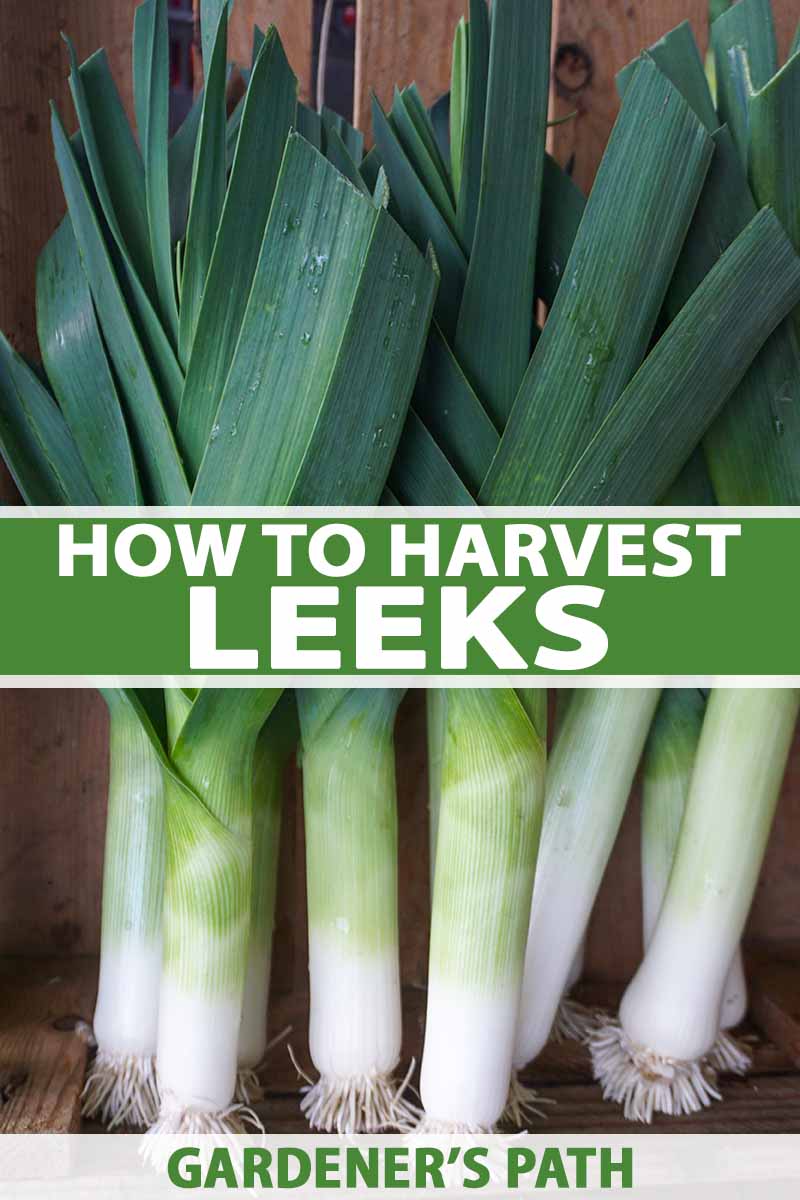 Detail Leek Picture Nomer 47