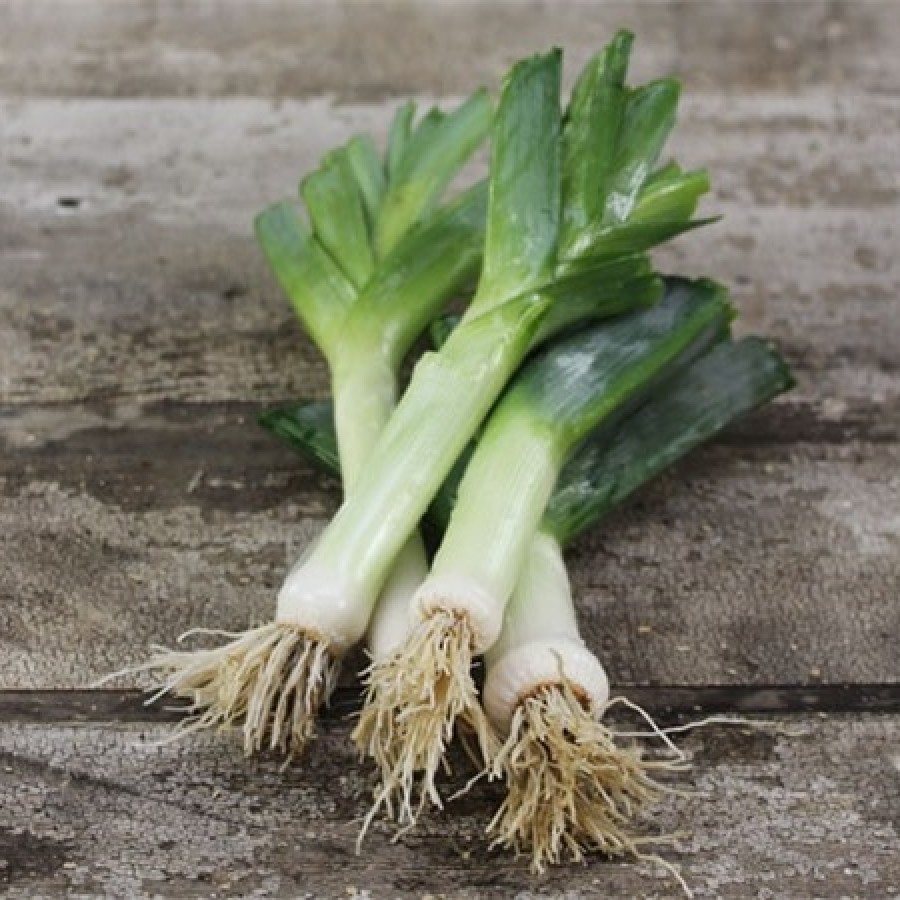 Detail Leek Picture Nomer 52