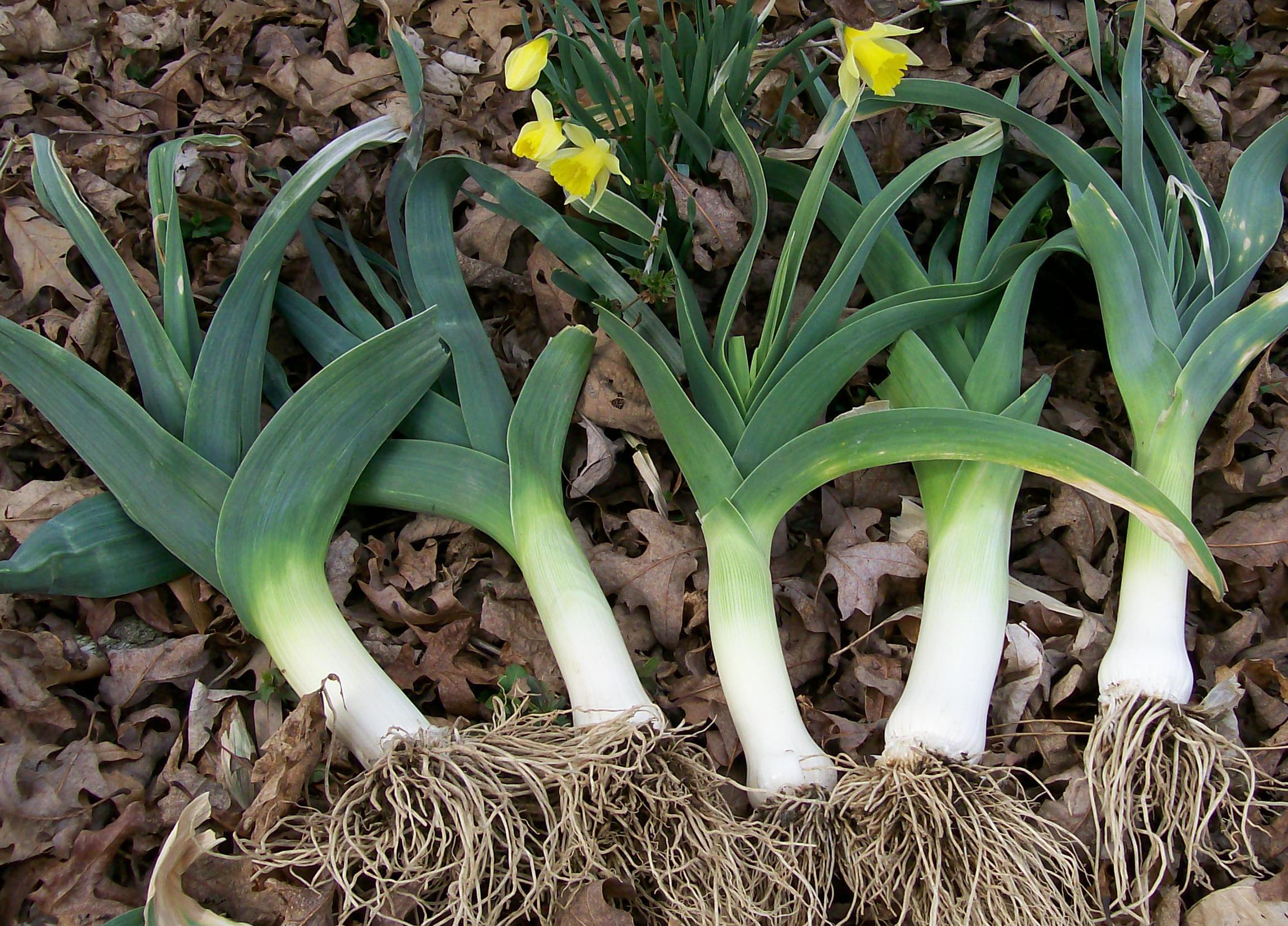Detail Leek Picture Nomer 56