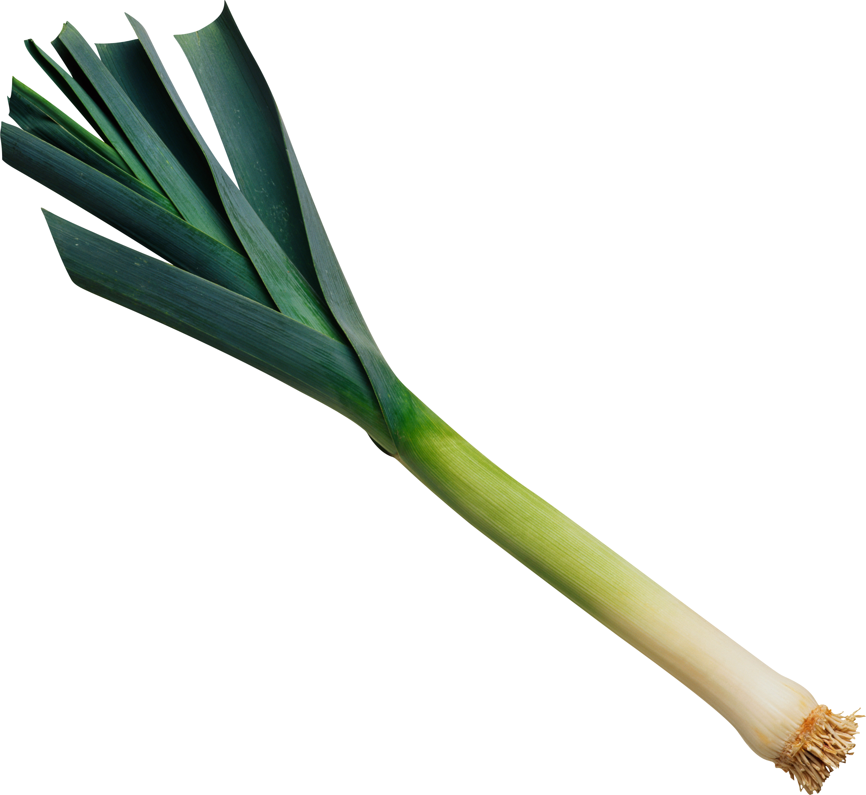 Detail Leek Png Nomer 4