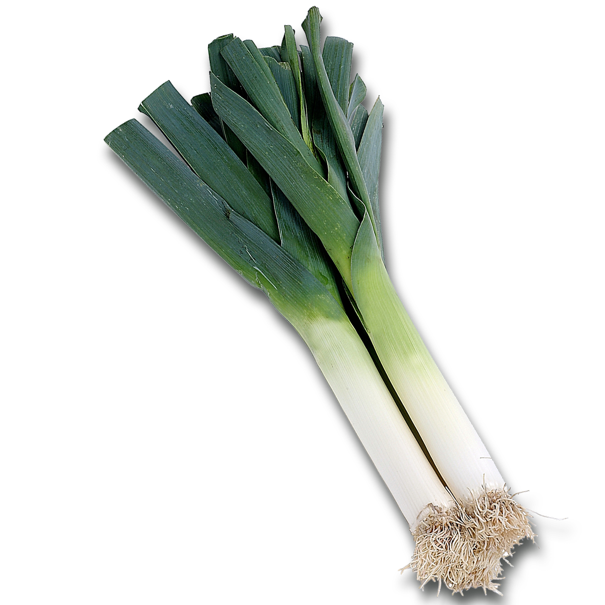 Detail Leek Png Nomer 7