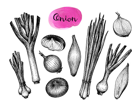 Detail Leeks Clipart Nomer 30