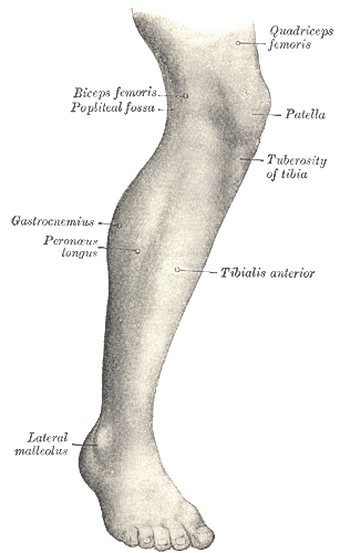 Leg Images - KibrisPDR