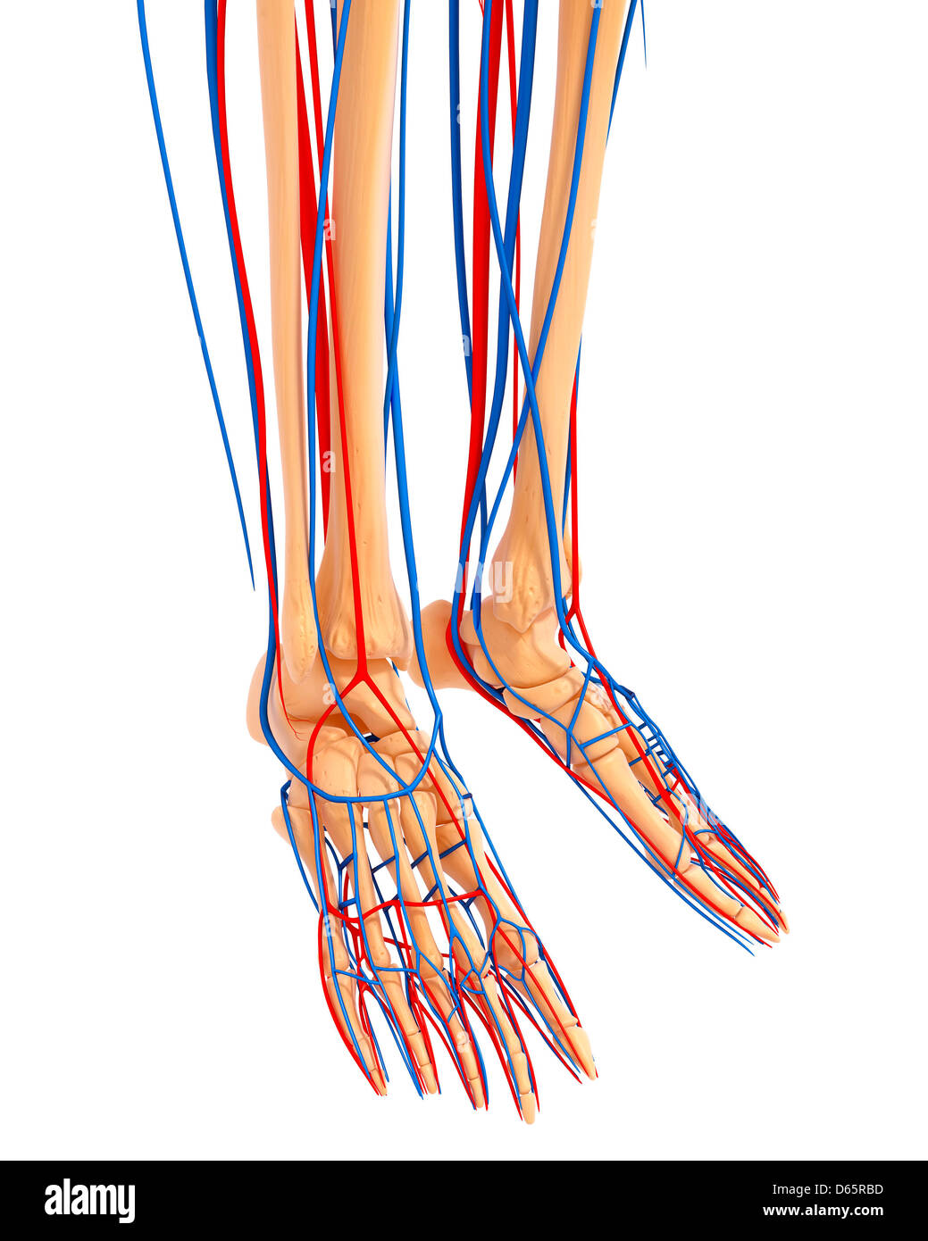 Detail Leg Images Nomer 13