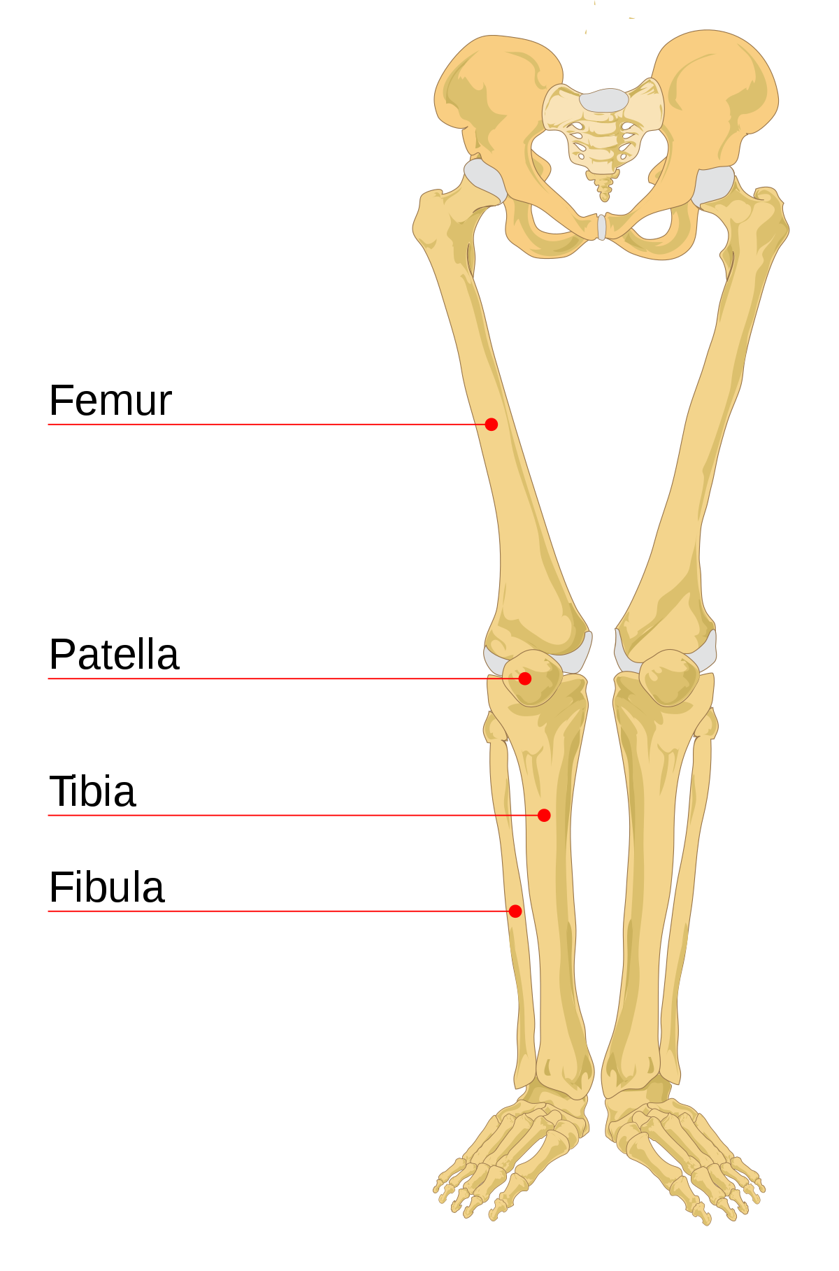Detail Leg Images Nomer 15