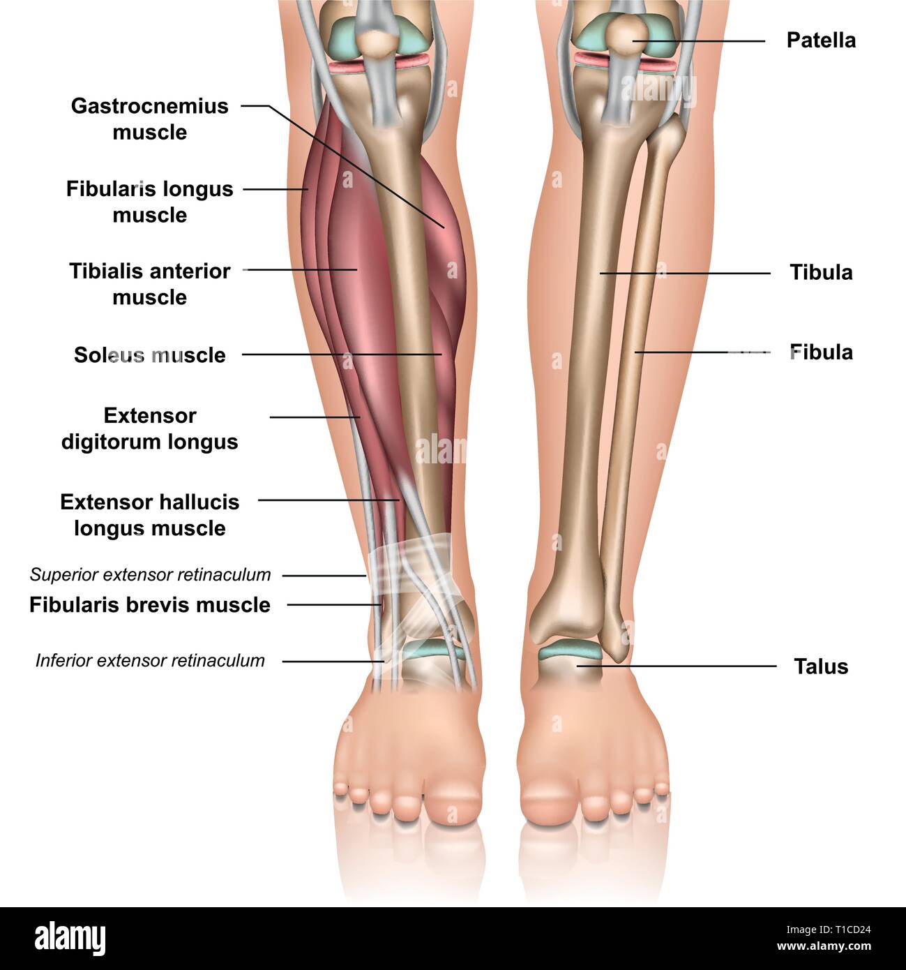 Detail Leg Images Nomer 16