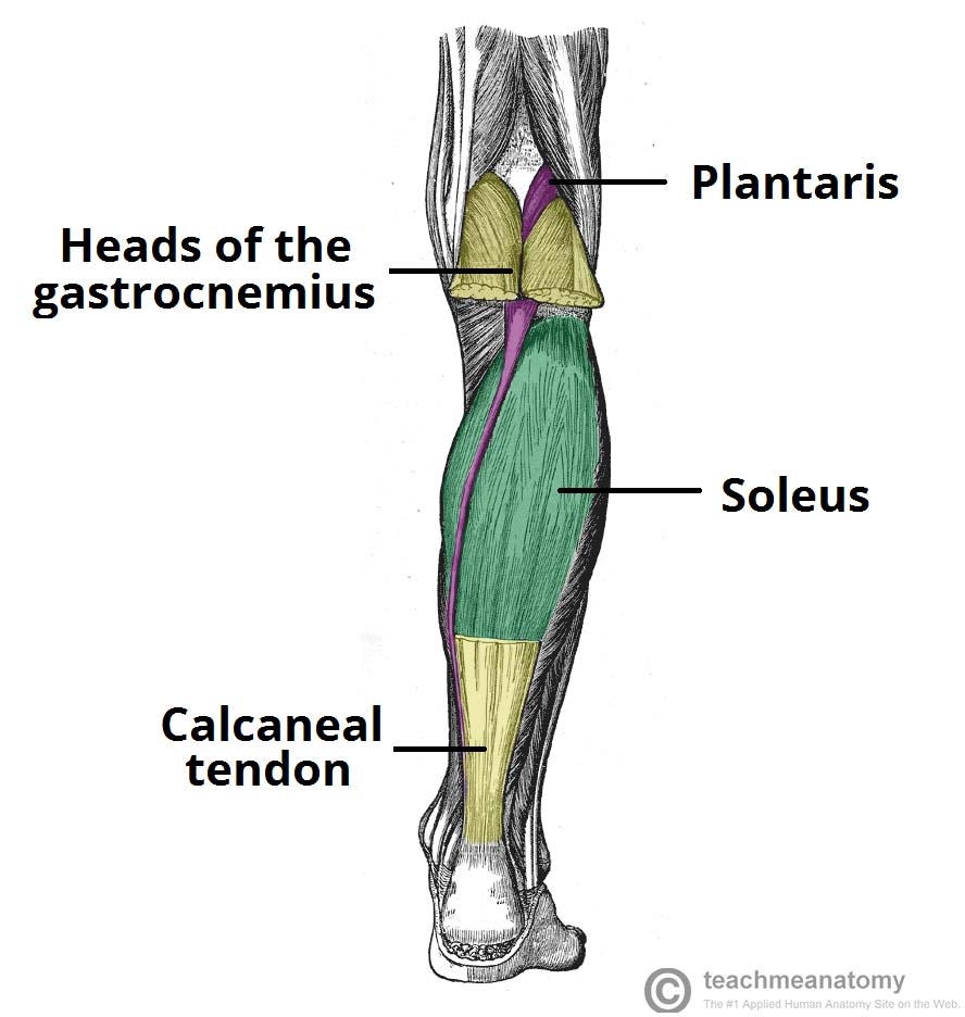 Detail Leg Images Nomer 22