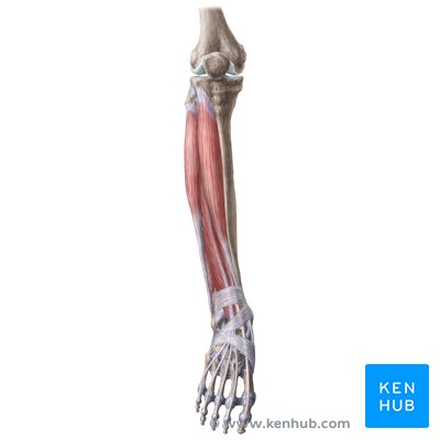 Detail Leg Images Nomer 24