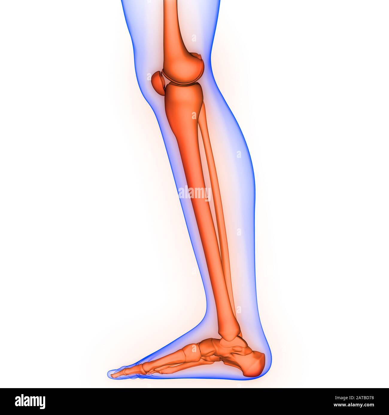 Detail Leg Images Nomer 32