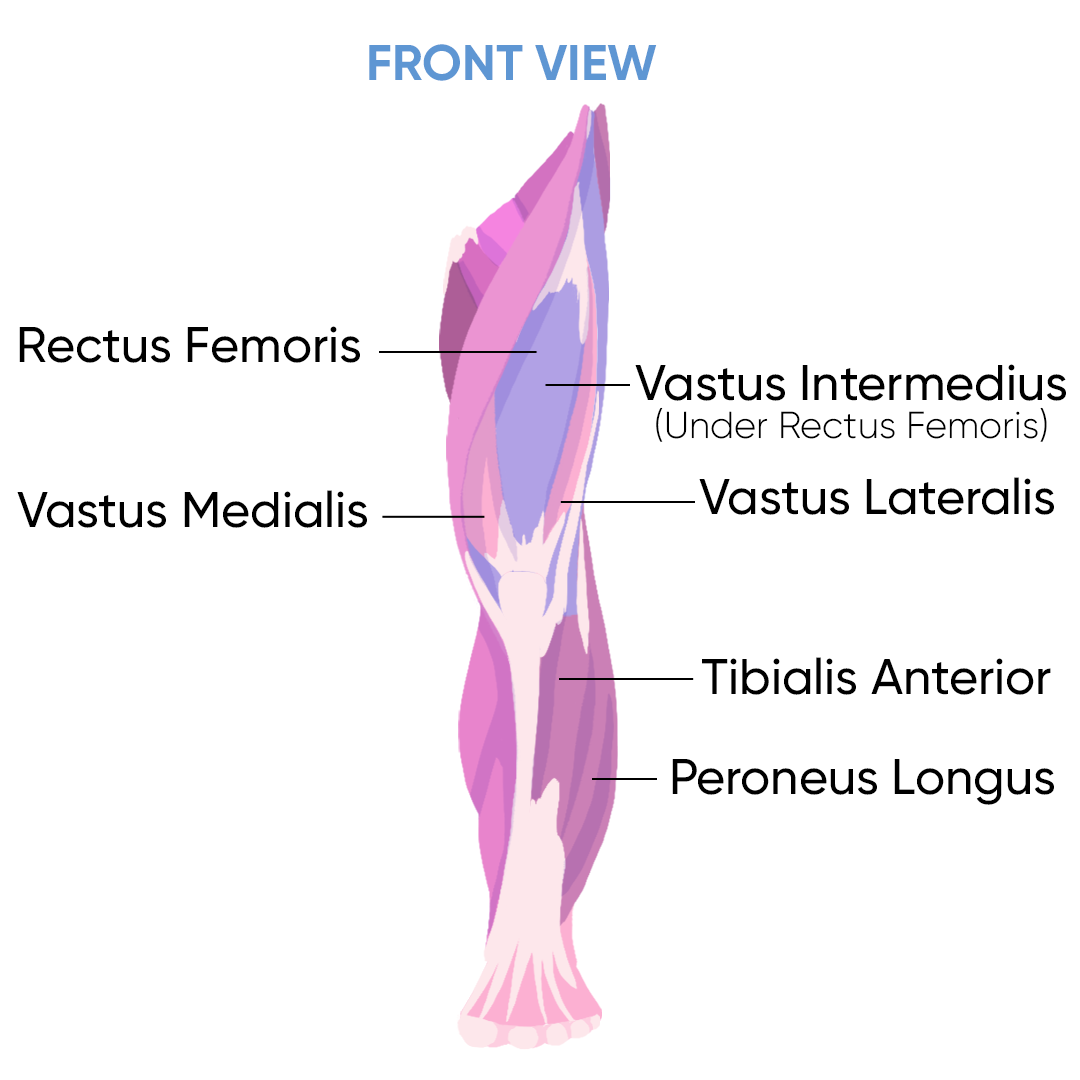 Detail Leg Images Nomer 36
