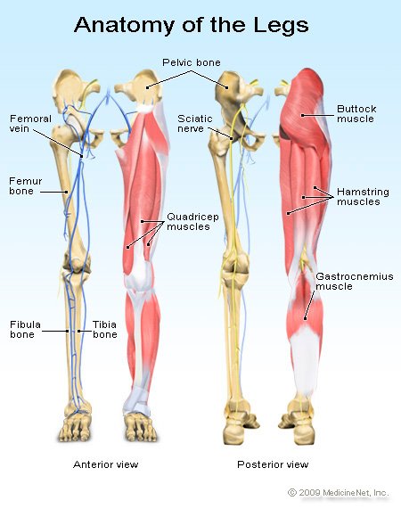 Detail Leg Images Nomer 37