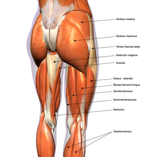 Detail Leg Images Nomer 40