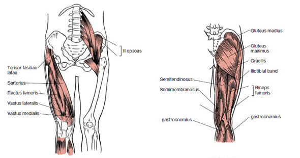 Detail Leg Images Nomer 42