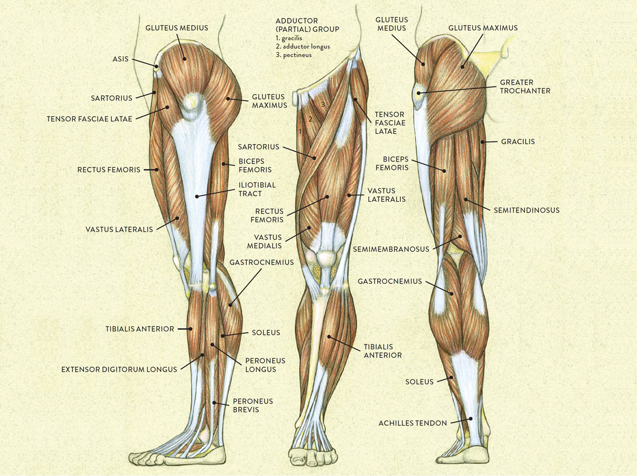 Detail Leg Images Nomer 43