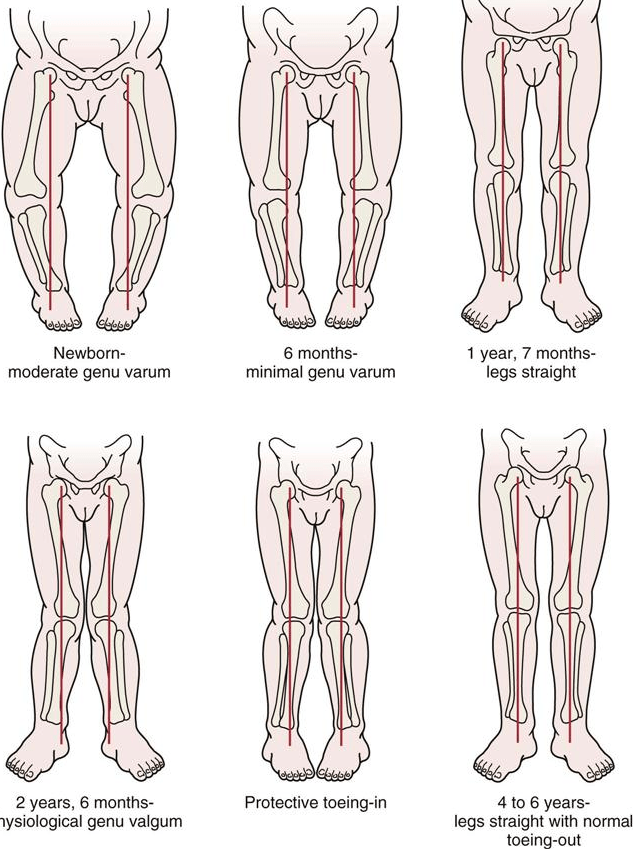 Detail Leg Images Nomer 46