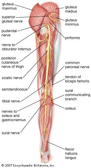 Detail Leg Images Nomer 48
