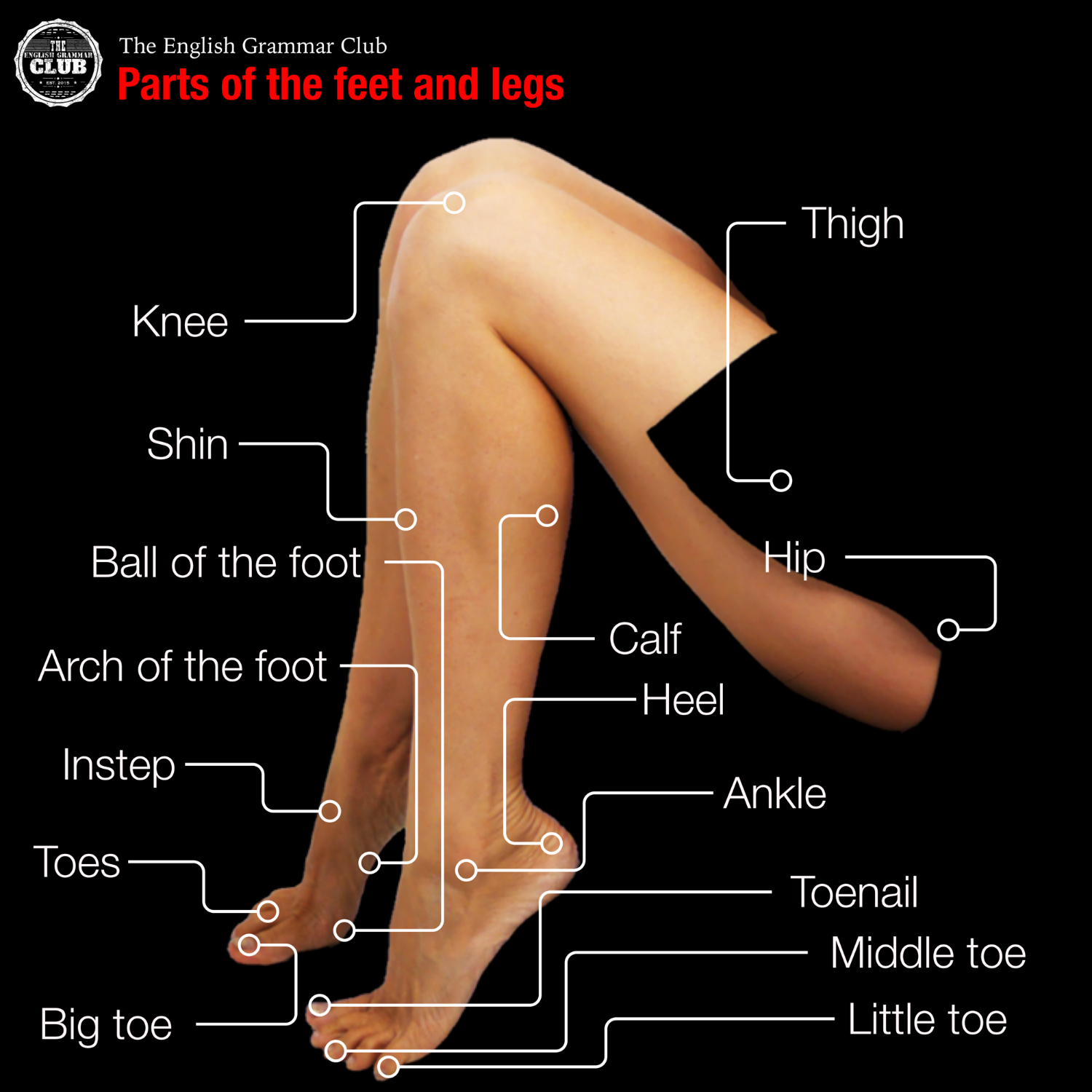 Detail Leg Images Nomer 52