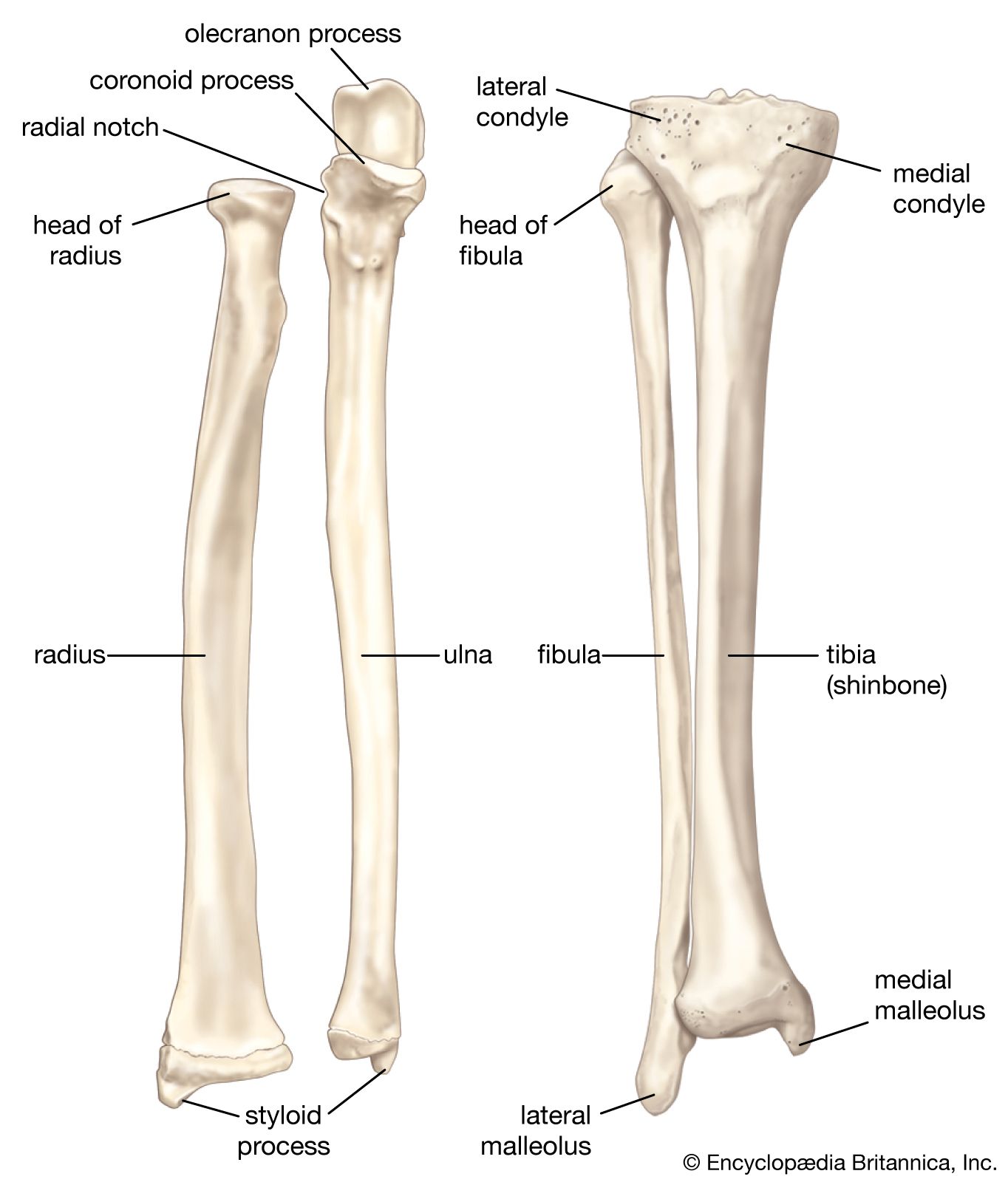 Detail Leg Images Nomer 53