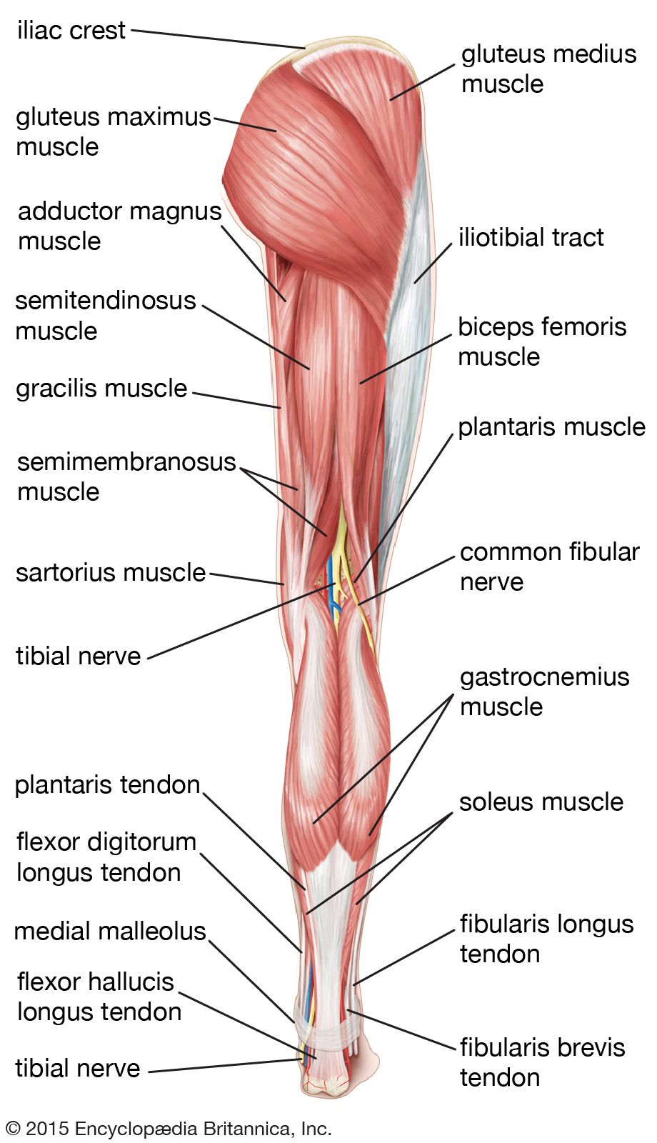 Detail Leg Images Nomer 9