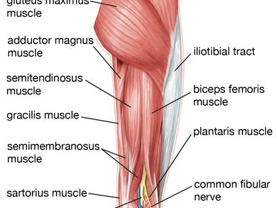 Detail Leg Photo Nomer 42