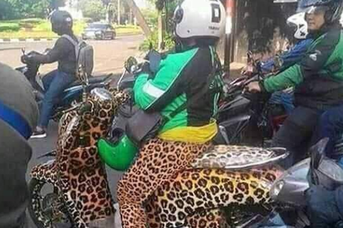 Detail Legging Macan Tutul Nomer 16