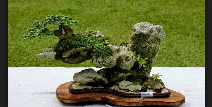 Detail Model Pot Bonsai Unik Nomer 14