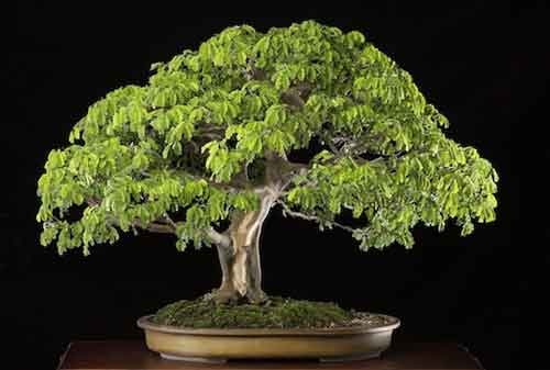 Detail Model Pot Bonsai Unik Nomer 51