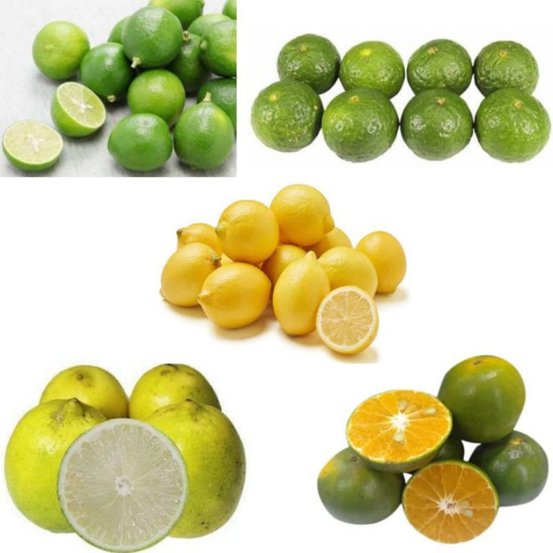 Detail Lemon Dan Jeruk Nipis Nomer 53