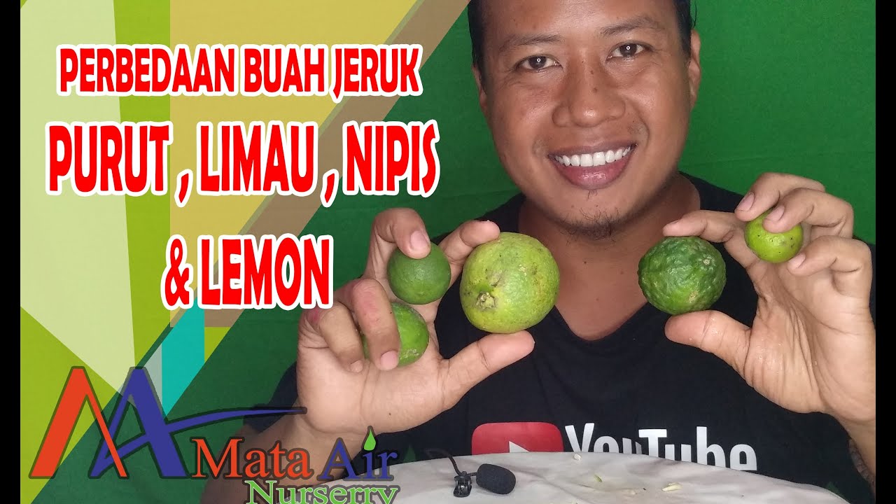 Detail Lemon Dan Jeruk Nipis Nomer 54